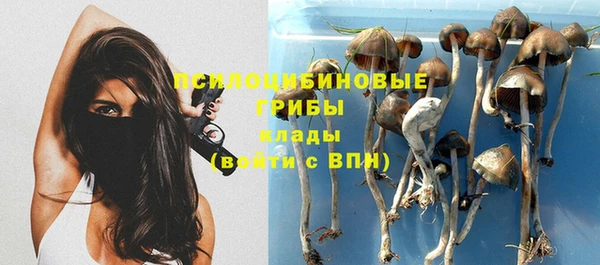 гашик Алексин